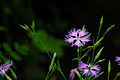 Dianthus superbus ssp. superbus