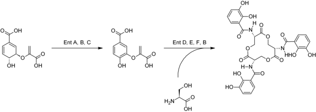 Biosíntesis de la enterobactina