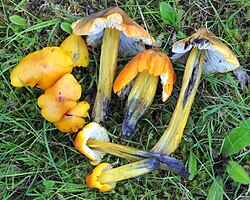 Kuhik-vesinutt Hygrocybe conica