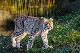 Lince Boreal (Lynx Lynx)