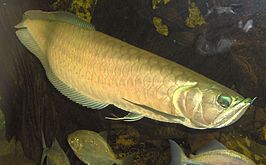 Zilveren arowana