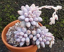 Pachyphytum rzedowskii