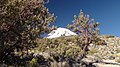 Polylepis tarapacana, Sajama mamallaqta parki, Buliwya