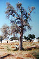 لہوڑا (Rohida tree)