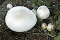 Karbolegerling (Agaricus xanthoderma)