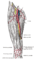 Artèria femoral.