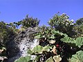 Gunnera insignis, Costa Rica (Irazu) -3-