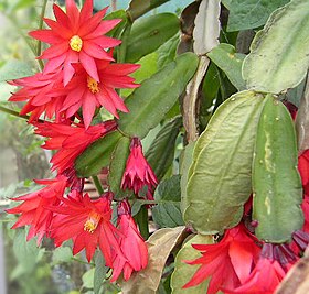 Schlumbergera gaertneri