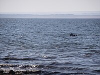 View at a lake surface