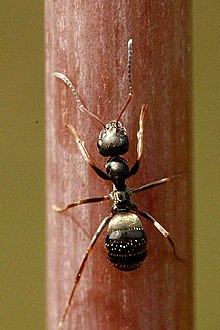 Lasius.niger.-.lindsey.jpg