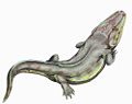 Rhinesuchus (Anfibio)