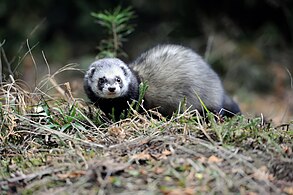 Dihor (Mustela putorius)