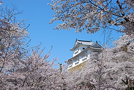 鶴山公園・津山城の備中櫓と桜