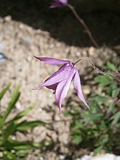 Fleur d'Aquilegia ecalcarata.