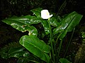 Arum dans la forêt de Bébour.