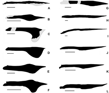 Comparació de les mandíbules azhdarcoides, observeu els chaoyangopteris Shenzhoupterus (K) i Chaoyangopterus (L)