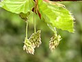 Cvetovi vrste Fagus sylvatica