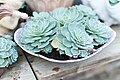 Image 17Echeveria glauca in a Connecticut greenhouse. Botany uses Latin names for identification; here, the specific name glauca means blue. (from Botany)