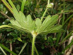 葉の裏面の葉脈上に長毛が生える。