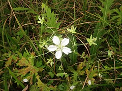 白花のもの。