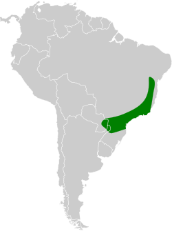 Distribución geográfica del titirijí pechigrís.