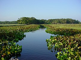 Igarapé Euzébio (Rio Aporema)