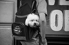 Dog in a backpack