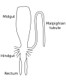 Image 11Stylized diagram of insect digestive tract showing malpighian tubule, from an insect of the order Orthoptera. (from Insect morphology)