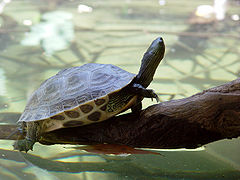 Китайска блатна костенурка (M. sinensis)