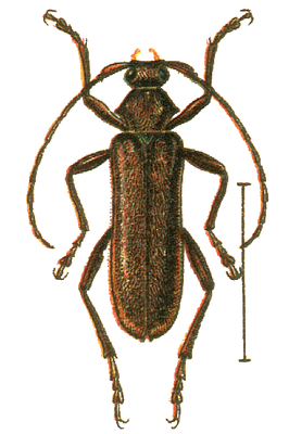 Oxypleurus nodieri