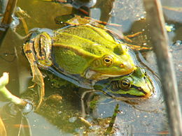 Pelophylax lessonae