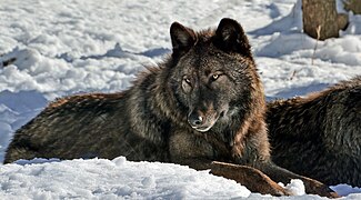 Gray wolf (Canis lupus).