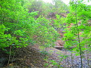 Hillside on the Ebersberg