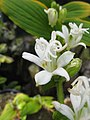 Tricyrtis macrantha