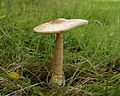 Orangegelber Scheidenstreifling (Amanita crocea)