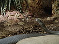 Black mamba at Wilmington's Serpentarium