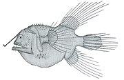 Fanfin angler Caulophryne jordani