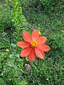 Dahlia coccinea