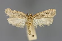 Adult/moth