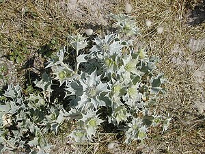 Strandmalurt (Eryngium maritimum)