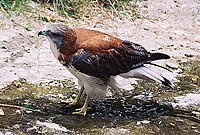 Aguilucho hembra (Geranoaetus polyosoma)