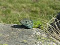 Iberische smaragdhagedis (Lacerta schreiberi)