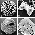 Important fossils in marine sediments are the hard parts of single celled organisms. Their shells are made out of silica (radiolaria (a, 350µm) and diatoms (b, 50µm); or out of calcium carbonate (foraminifera (c, 400µm) and coccoliths (d, 15µm).