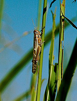 Nzige mwekundu, Nomadacris septemfasciata