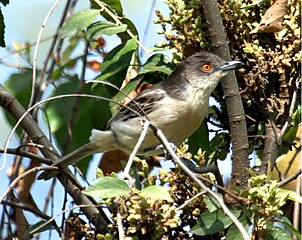 Male D. g. malzacii at Lake Nakuru N.P., Kenya