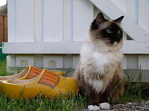 A seal-mitted ragdoll