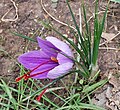 Crocus sativus (H)