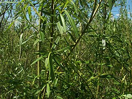 Žilvitinis karklas (Salix viminalis)