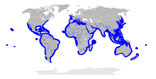 Sphyrnidae distribution map.svg