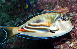 Arabinis jūrų chirurgas (Acanthurus sohal)